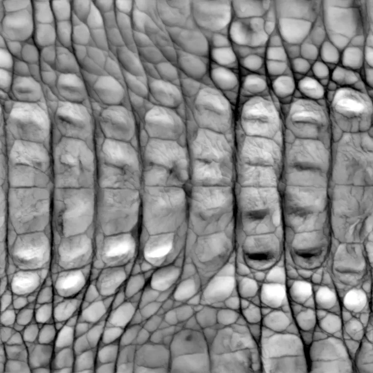 Displacement map of the crocodile scales, raised scales in white