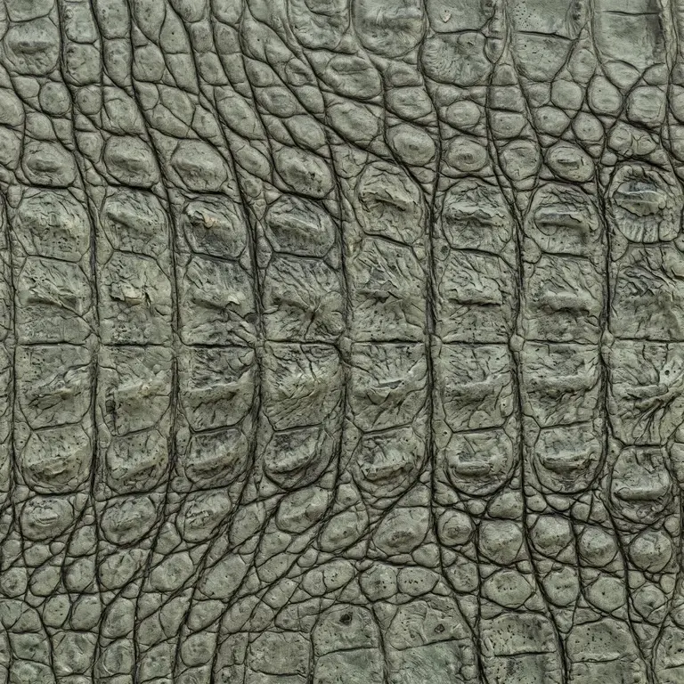 Crocodile skin with deep creases, the sample texture