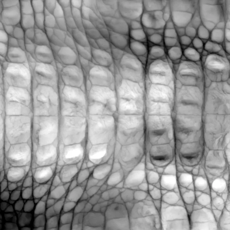Displacement map rebuilt from the normal map, raised scales in white